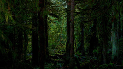 Landscapes nature forests