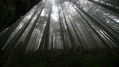 Landscapes nature forests