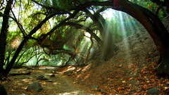 Landscapes nature forests