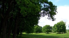 Landscapes nature forests