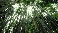 Landscapes nature forests