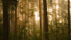 Landscapes nature forests