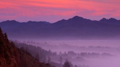 Landscapes nature forests