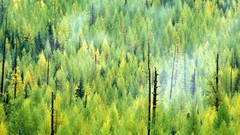 Landscapes nature forests