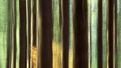 Landscapes nature forests