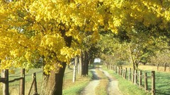 Landscapes nature forests