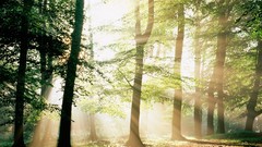 Landscapes nature forests