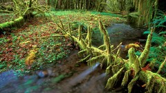 Landscapes nature forests