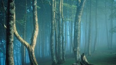 Landscapes nature forests