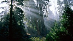 Landscapes nature forests