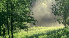 Landscapes nature forests