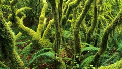 Landscapes nature forests