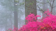 Landscapes nature forests