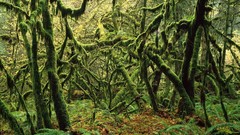 Landscapes nature forests