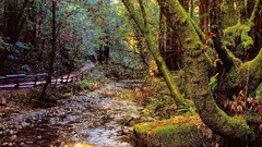 Landscapes nature forests