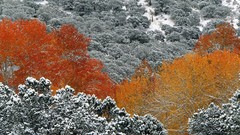 Landscapes nature forests