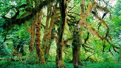 Landscapes nature forests