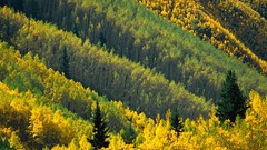 Landscapes nature forests