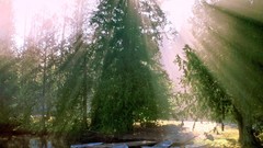 Landscapes nature forests