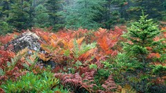 Landscapes nature forests