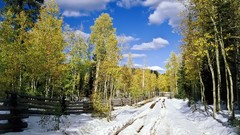 Landscapes nature forests