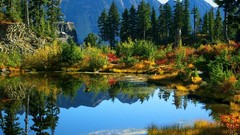 Landscapes nature forests