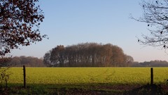 Landscapes nature forests