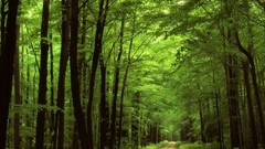 Landscapes nature forests