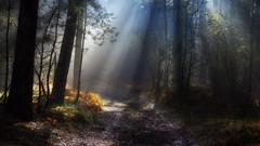 Landscapes nature forests