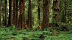 Landscapes nature forests