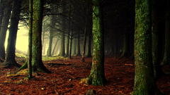 Landscapes nature forests