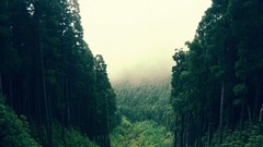 Landscapes nature forests