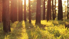 Landscapes nature forests