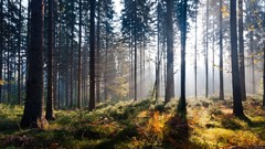 Landscapes nature forests