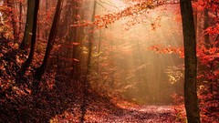 Landscapes nature forests