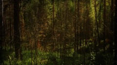 Landscapes nature forests