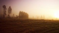 Landscapes nature forests