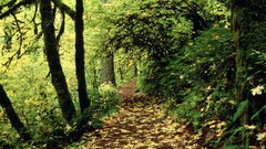 Landscapes nature forests