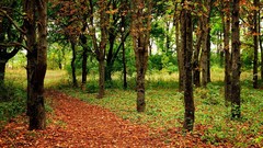 Landscapes nature forests