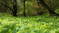 Landscapes nature forests