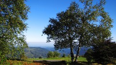 Landscapes nature forests