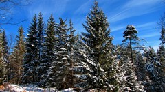 Landscapes nature forests