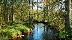 Landscapes nature forests