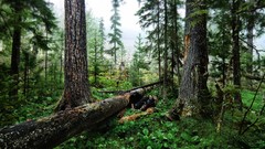 Landscapes nature forests