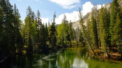 Landscapes nature forests