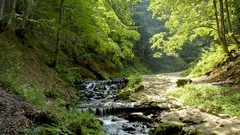 Landscapes nature forests