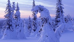 Landscapes nature forests