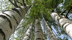 Landscapes nature forests