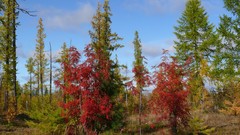 Landscapes nature forests