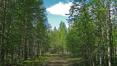 Landscapes nature forests